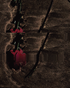 Forgotten Rose