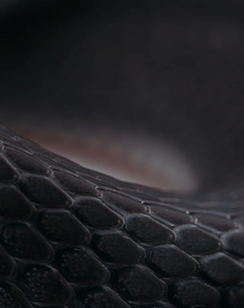 La Radeau De La Meduse