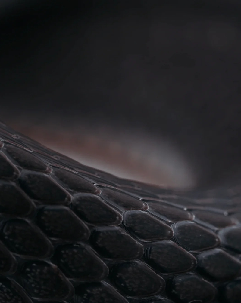 La Radeau De La Meduse